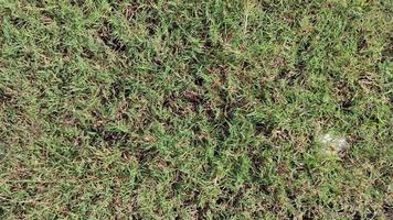wild green grass in an open field photo