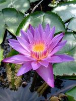 the teratai flower in water photo