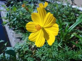 The beautiful yellow flower photo