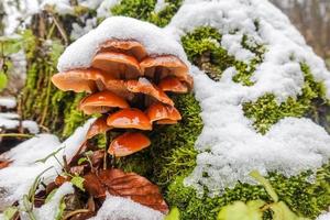 fresh tasty golden needle mushroom under snow on a tree trunk photo