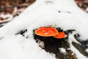 fresh tasty golden needle mushroom under snow photo