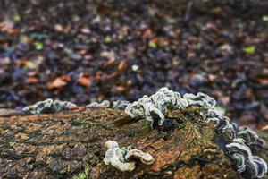 mushrooms  on a tree trunk with lot of leaves on the ground photo