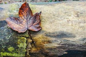 sola hoja pegajosa en un tronco de árbol acostado en el bosque foto