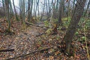 arroyo seco con muchas hojas en un bosque y otoño foto