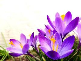 Violet crocuses blossom in snow photo