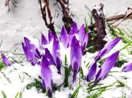 Violet crocuses blossom in snow