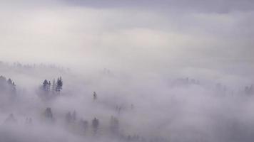 Trees in a foggy autumn landscape photo