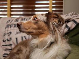 Australian Shepherd Red Merle Green Couch Side Profile photo