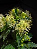 Close up beautiful yellow, love at first sight, flower, Golden Penda, first love, Xanthostemon chrysanthus, natural, sunlight in dark background photo