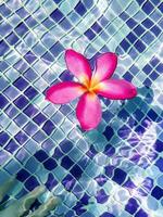 Top view of a Plumeria Frangipani flower floating on the clear swimming pool water and a blurry female hand under water, with small colorful blue ceramic tiles pattern background, spa concept. photo