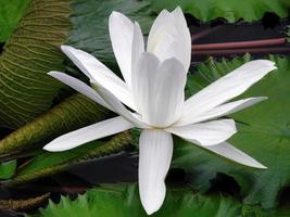 Close up white Lotus flowers with green lotus leaves background, element, spa, peaceful meditation sign, calm, tropical flowers, Buddhism, dhamma photo