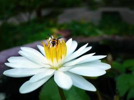A bee sucking nectar from white Lotus with yellow pollen, blurred background, element, spa, peaceful, meditation sign, calm, tropical flowers, macro photo, selective focus