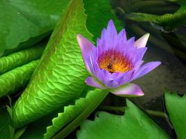 A bee sucking nectar from purple Lotus pollen, green lotus leaves background, element, spa, peaceful meditation sign, calm, tropical flowers