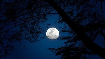 fondo nocturno con luz de luna y silueta de árbol foto