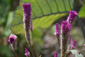 pink cockscomb flower blooming soft blur background nature photo