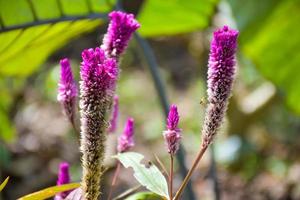 pink cockscomb flower blooming soft blur background nature photo