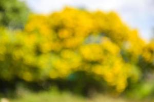 yellow Tecoma stans flower blooming soft blur in garden photo