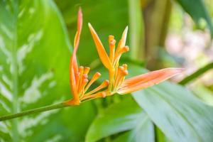 orange flower blooming in Thailand garden beauty nature photo