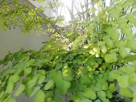 Beautiful Adiantum thongthamii Suksathan in the sunlight. photo