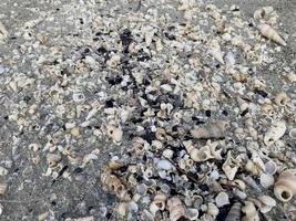 Lovely seashells are strewn across the beach. photo