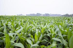 corn field with green leaves, closeup of photo with selective focus