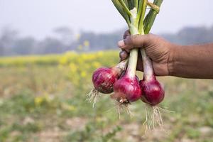 Farmer holding fresh red onions or Shallot in the field, selective focus photo