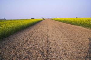 Rural dirt road through the rapeseed field with the blue sky background photo