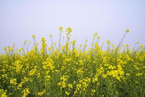 Yellow Rapeseed flowers in the field with blue sky. selective focus Natural landscape view photo