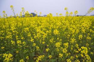 hermoso paisaje floral vista de flores de colza en un campo en el campo de bangladesh foto