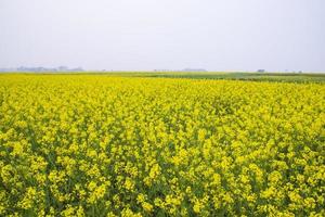 hermoso paisaje floral vista de flores de colza en un campo en el campo de bangladesh foto