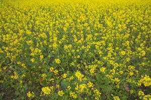 Blooming Yellow Rapeseed flowers in the field.  can be used as a floral texture background photo