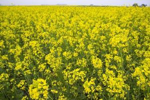 Blooming Yellow Rapeseed flowers in the field.  can be used as a floral texture background photo