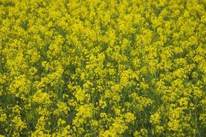 Blooming Yellow Rapeseed flowers in the field.  can be used as a floral texture background photo