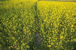 Blooming Yellow Rapeseed flowers in the field.  can be used as a floral texture background