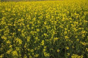 Blooming Yellow Rapeseed flowers in the field.  can be used as a floral texture background photo