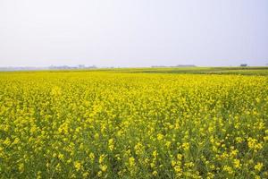 hermoso paisaje floral vista de flores de colza en un campo en el campo de bangladesh foto