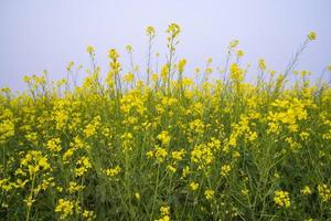 Yellow Rapeseed flowers in the field with blue sky. selective focus Natural landscape view photo