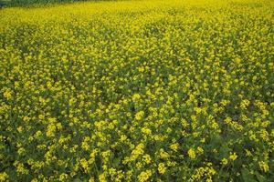 Blooming Yellow Rapeseed flowers in the field.  can be used as a floral texture background