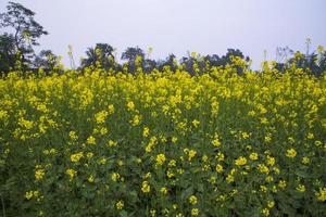 Yellow Rapeseed flowers in the field with blue sky. selective focus Natural landscape view photo