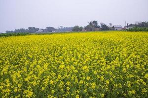 Beautiful Floral Landscape View of Rapeseed blossoms in a field in the countryside of Bangladesh photo