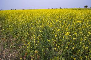 hermoso paisaje floral vista de flores de colza en un campo en el campo de bangladesh foto