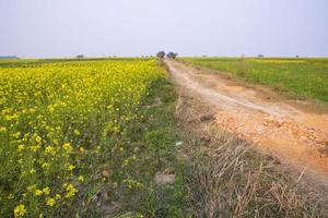 Rural dirt road through the rapeseed field with the blue sky background. photo