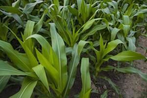 Young green corn plants growing in the field, closeup view photo