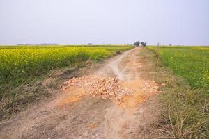 Rural dirt road through the rapeseed field with the blue sky background. photo