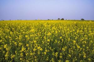 hermoso paisaje floral vista de flores de colza en un campo en el campo de bangladesh foto