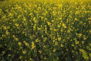 Blooming Yellow Rapeseed flowers in the field.  can be used as a floral texture background photo