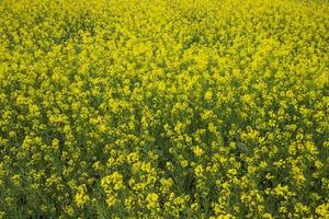 Blooming Yellow Rapeseed flowers in the field.  can be used as a floral texture background photo