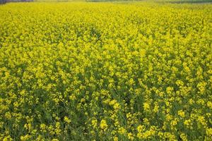 Blooming Yellow Rapeseed flowers in the field.  can be used as a floral texture background photo