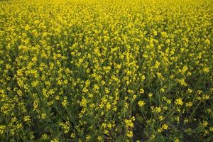 Blooming Yellow Rapeseed flowers in the field.  can be used as a floral texture background photo