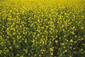 Blooming Yellow Rapeseed flowers in the field.  can be used as a floral texture background photo